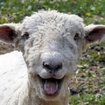 sheep 3
