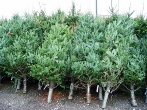 Buy A Real Christmas Tree From Jardines Trosset Garden Centre Real Christmas Trees For Sale - Webfindr